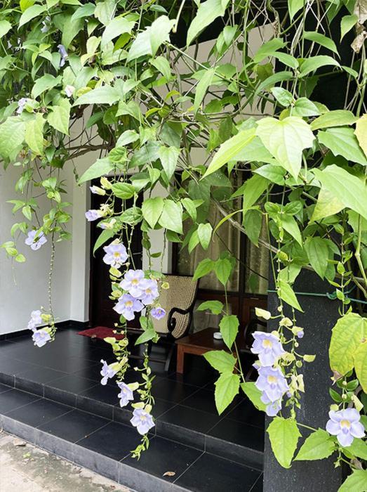 Dambulla Rock Arch Bed & Breakfast ภายนอก รูปภาพ