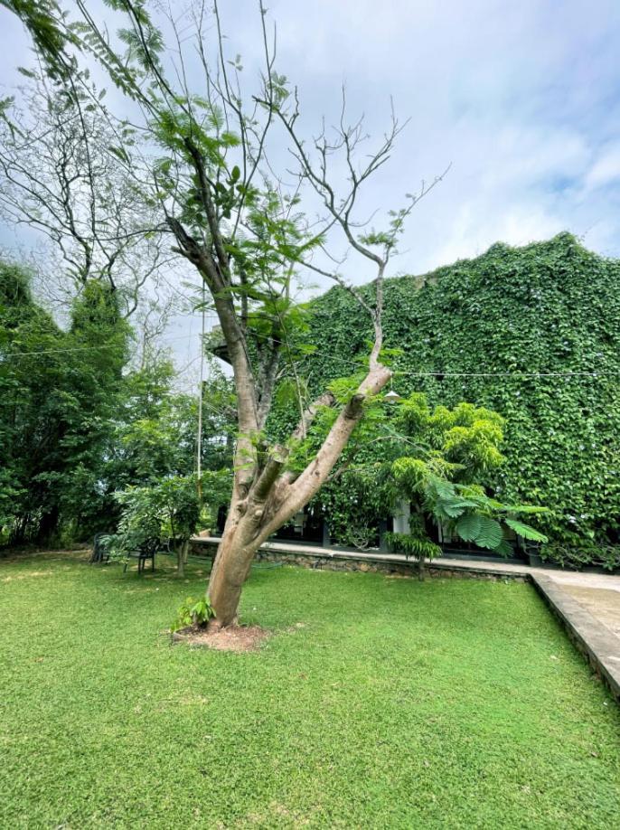 Dambulla Rock Arch Bed & Breakfast ภายนอก รูปภาพ