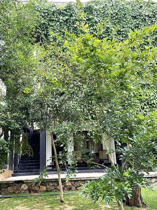 Dambulla Rock Arch Bed & Breakfast ภายนอก รูปภาพ